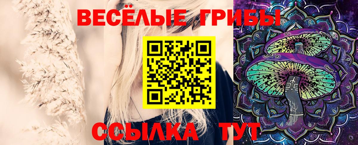 Псилоцибиновые грибы Psilocybe Ачхой-Мартан